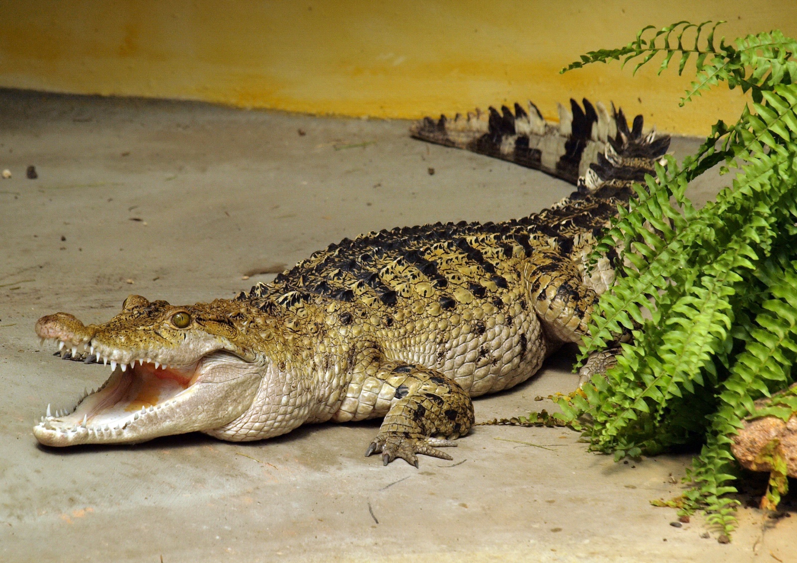 D. Karbe Philippine crocodile Cologne Zoo (1)